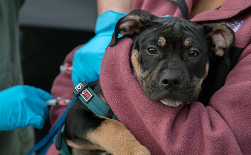 A dog is held by a volunteer as it gets a vaccination at the free drive-up dog vaccine clinic at the San Joaquin County Fairgrounds in Stockton on Feb. 3, 2024. The clinic, which featured 1,000 free distemper, parvo and rabies vaccines as well as microchipping, was held by the SF SPCA in partnership with several other organizations including the Stockton Animal Shelter, San Joaquin County Sheriff's Office Animal Services, A.G. Spanos Companies, Cool Cats and Barking Dogs, Act S/N Clinic and Animal Protection League.