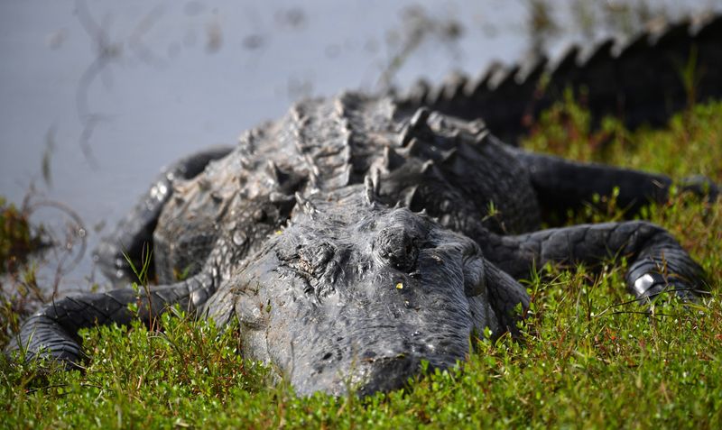 A large alligator rests along the shore at Deep Hole, a 131-foot sink hole at the south end of Lower Myakka Lake at Myakka River State Park. The area is designated as a wilderness preserve and is limited to just 30 visitors per day.
