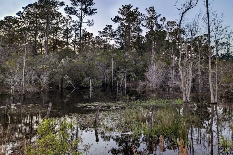 View of the OLF 8 wetlands near sunset. (Photo by Theresa Blackwell, March 23, 2024)