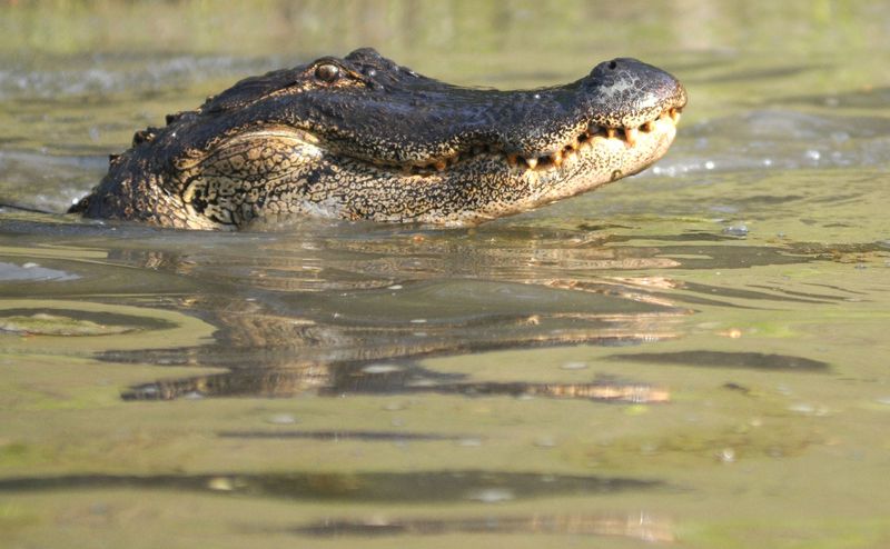 An 11-foot alligator raises it's head while rolling after being caught in a retention pond next the Wal-Mart in Leland. Wildlife Removal Service relocated the alligator to Holly Shelter Game Land after several years of people interacting with the animal. MATT BORN/STARNEWS FILE