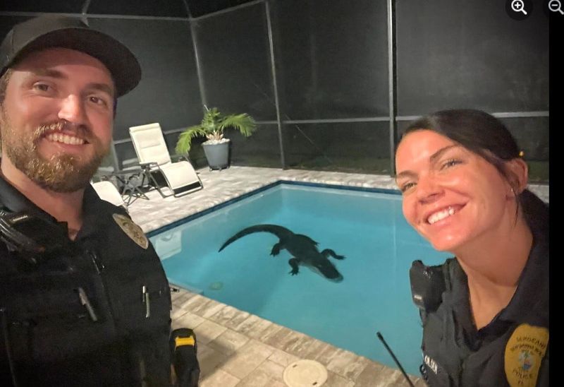 June 18, 2024: When a 10-foot-long alligator made himself at home in a Venetian Bay swimming pool in Florida, it was trapper Joshua Lucas who trapped him.