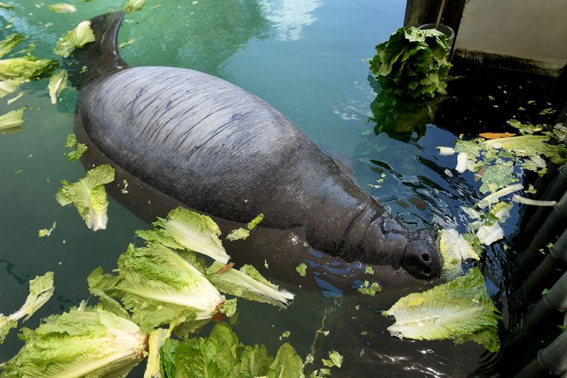 Tini, a juvenile manatee eats romaine lettuce floating in his tank. Tini has a collapsed lung from a boat strike and pneumothorax, or air in the cavity between the lungs and the chest wall. Craig Miller, the Curator of Mammals at the Jacksonville Zoo and Gardens worked with Jeremiah Kaplan, a member of the zoo's manatee procedural team to lift Nymeria from her tank to give her nebulizer treatment for a nasal passage infection Thursday, May 9, 2024. Nymeria is one of three manatees currently being cared for at the zoo's manatee rehabilitation facility. [Bob Self/Florida Times-Union]
