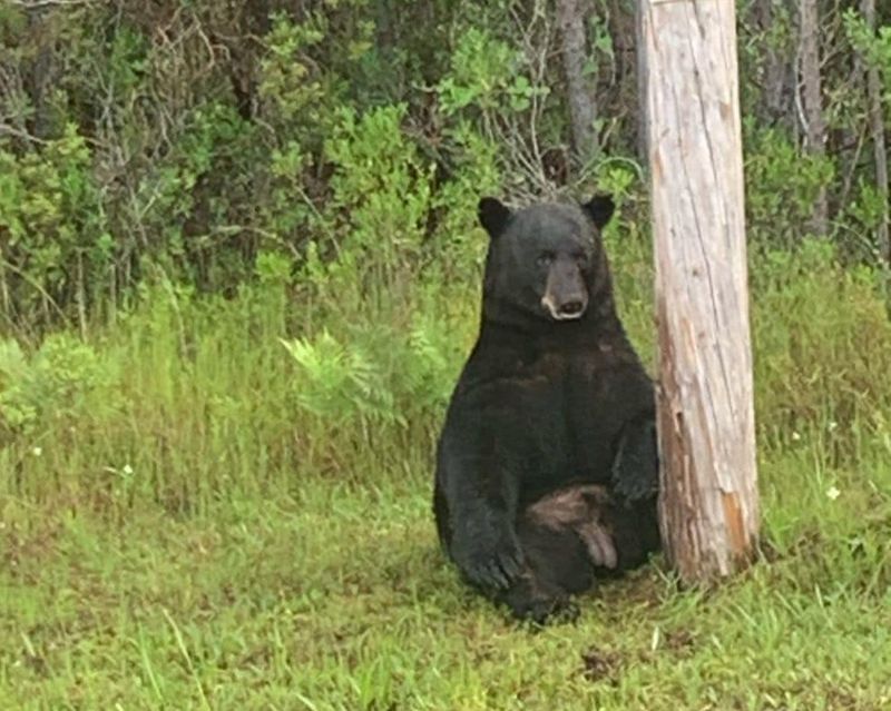 Bear mauls elderly man on tractor in this state's 1st bear attack in 25