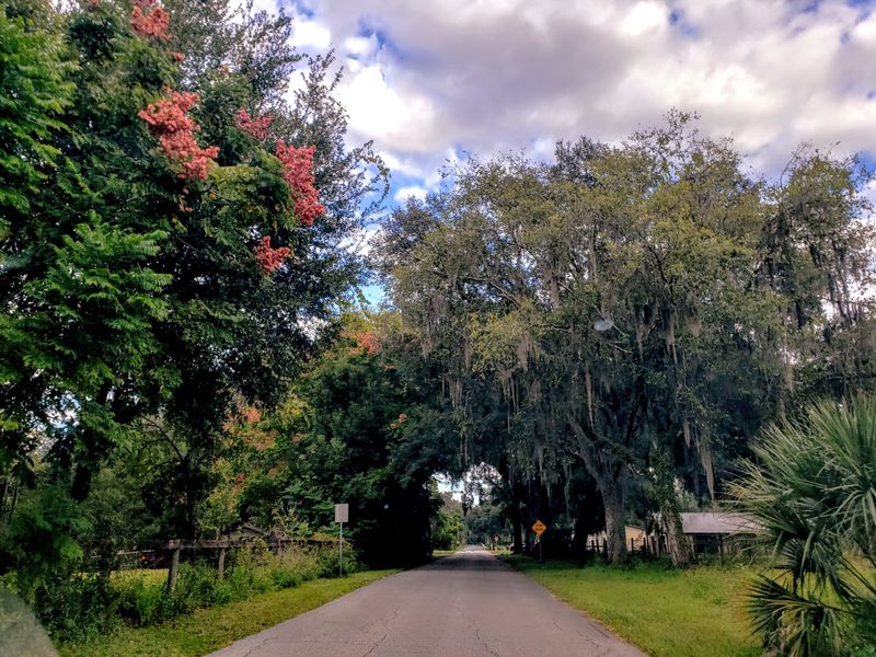 Tree tunnel of love? A tree tunnel seems to reveal a heart shape on Central Avenue in Coleman.
