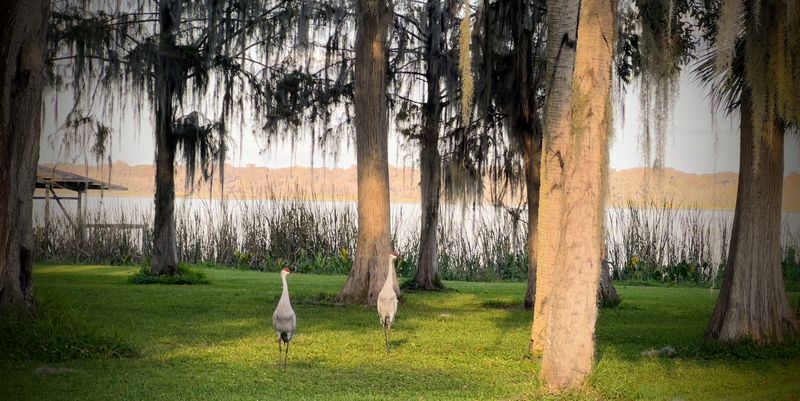 Sandhill cranes loiter along Lake Panasoffkee.