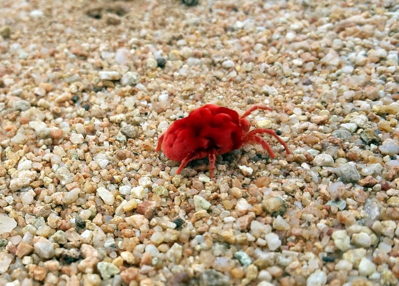 Red Bug Mite Chigger Trombiculidae
