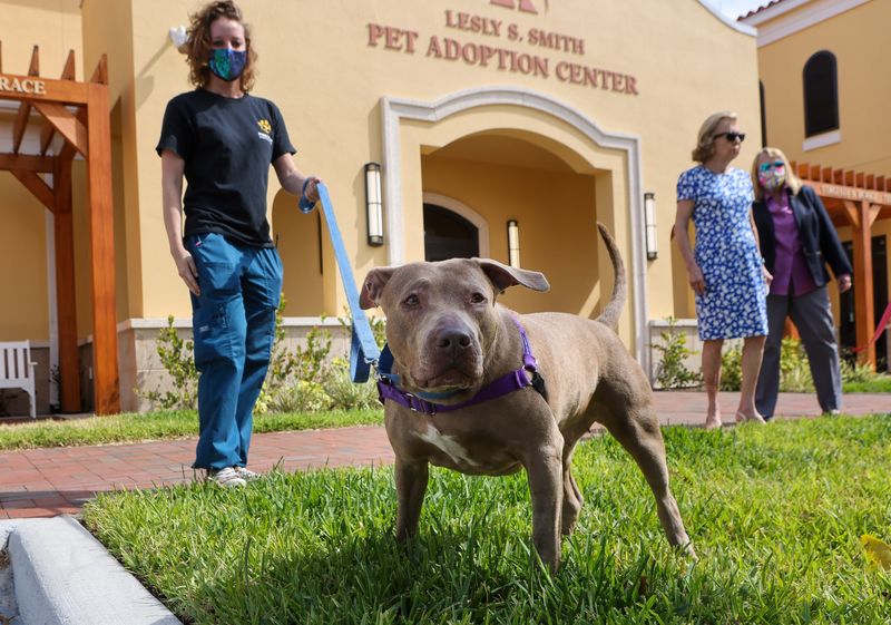 Sandy, a pit bull mix, greets guests during ribbon cutting for the Peggy Adams Animal Rescue Leagues' new Lesly S. Smith Pet Adoption Center, March 29, 2021.