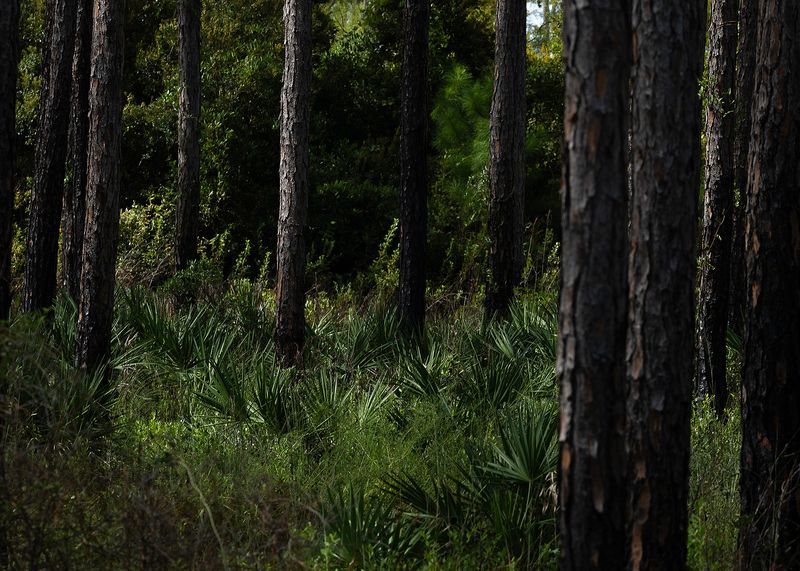 Trees are seen along Buck Pond Basin at Conservation Park in Panama City Beach, Fla., Sept. 4, 2024. Reclaimed water from the city is used to rehydrate the wetlands. (Tyler Orsburn/News Herald)