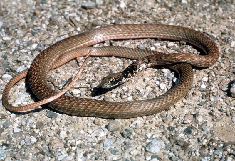 A coachwhip snake is nonvenomous and a species that preys upon snakes that are venomous.