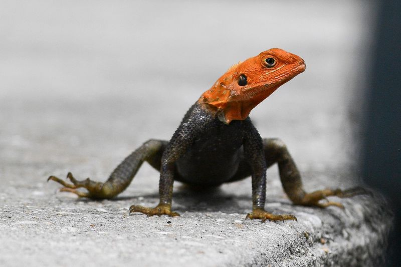 The invasive African redhead agama has spread throughout the Treasure Coast and is moving further north, increasing its population at an unprecedented rate in the last several years. The male lizards have bright orange heads, dark blue bodies, multicolored tails and can grow up to a foot long. Females aren't quite as colorful, though they do have some bright spots and share the same stunning stature.