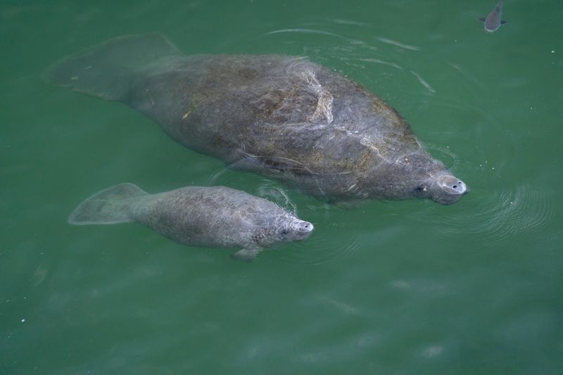 Manatees gather at their favorite cold-weather spot: the warm-water outflows from Florida Power & Light's local plant in Riviera Beach, Florida on December 10, 2020.