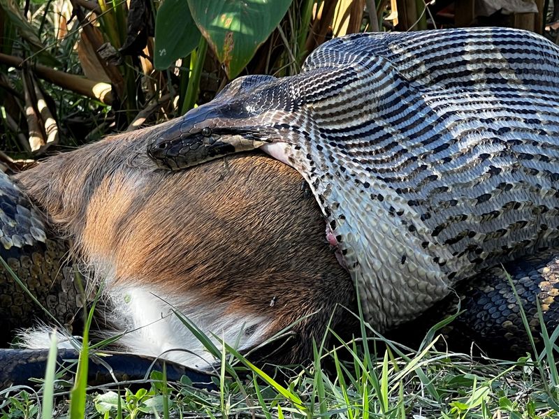 Female Burmese python (14.8' 115lbs) consuming adult white tailed deer in southwestern Florida