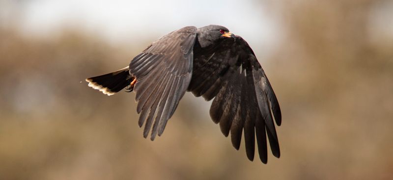 An endangered male snail kite a soars over Imperial Marsh Preserve looking for a meal of apple snails on Wednesday, Oct. 30, 2024.