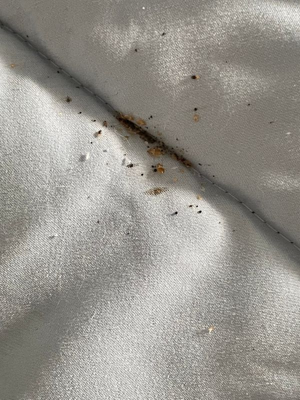 Photos from 2024 highlight a continued bed bug infestation after spot treatment, documented by Leah Tate, an eighth-floor resident of Solomon Towers. The 15 Castle Street apartment building is a public housing complex owned by the Wilmington Housing Authority.