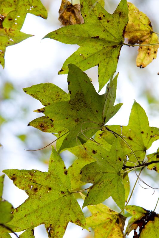 Leaf spots in the fall are normal.  Simply rake up and discard to reduce fungal spores next year.