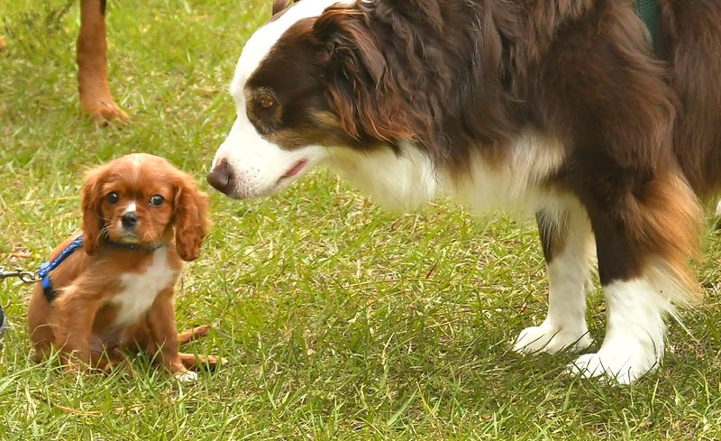 Puppy sales could be regulated under proposed legislation being pushed by Gov. Ron DeSantis in Florida.