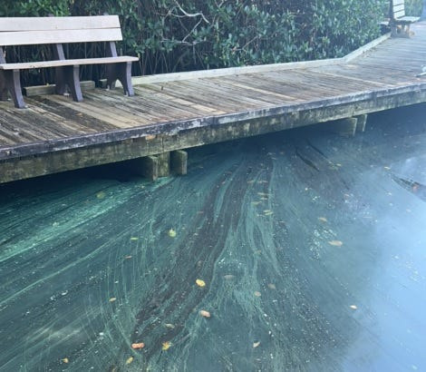 The Florida Department of Environmental Protection confirmed a toxic algae bloom in Manatee Pocket in Martin County on Jan. 2, 2025.
