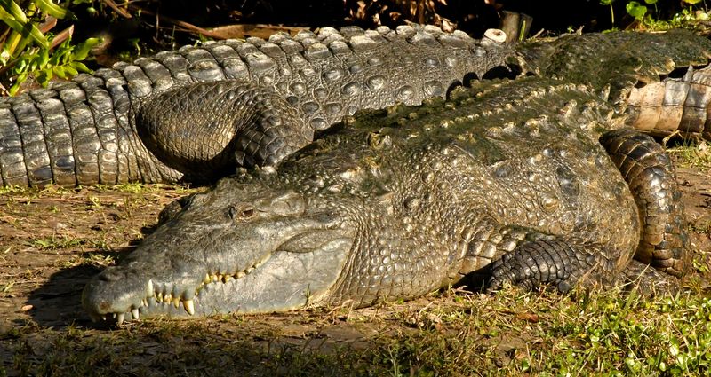 American crocodiles at Brevard Zoo in Viera during cold weather on Wednesday morning.