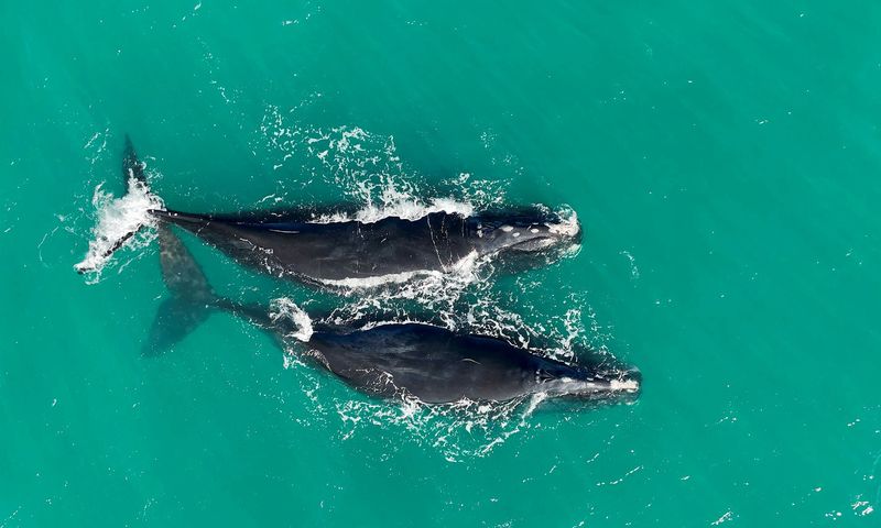 North Atlantic right whales Curlew and Koala swim south to the warmer waters off of Stuart on Sunday. Drones are prohibited from flying over right whales, and the public must stay 500 yards away from the whales. NMFS Research Permit 26562.