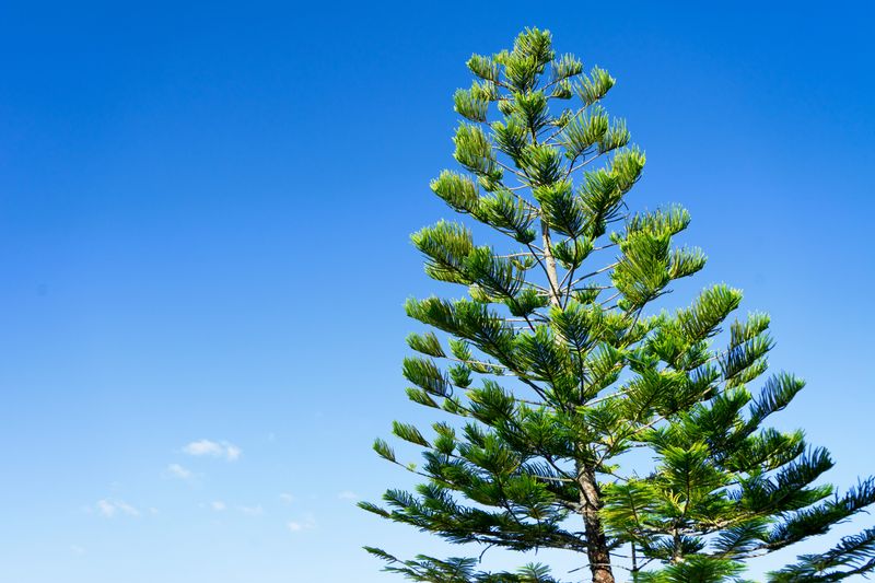 Australian-pine: This tall, fast-growing pine was introduced to Florida in the late 1800s as windbreaks and shade trees.