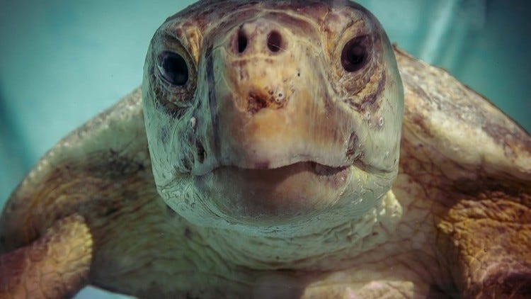 Pederson, a green turtle, who was accidentally hooked Sept. 21 off the Juno Beach Pier, was taken to Loggerhead Marinelife Center to recover.