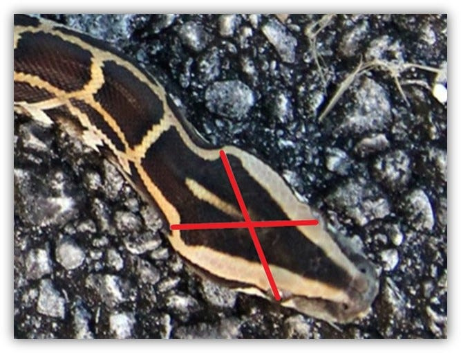 Step 1 for humanely euthanizing a Burmese python: Draw an imaginary line between each eye and opposite jawbone. The brain is located where the two lines intersect. Apply the tool to the target area (brain) to achieve an immediate loss of consciousness.