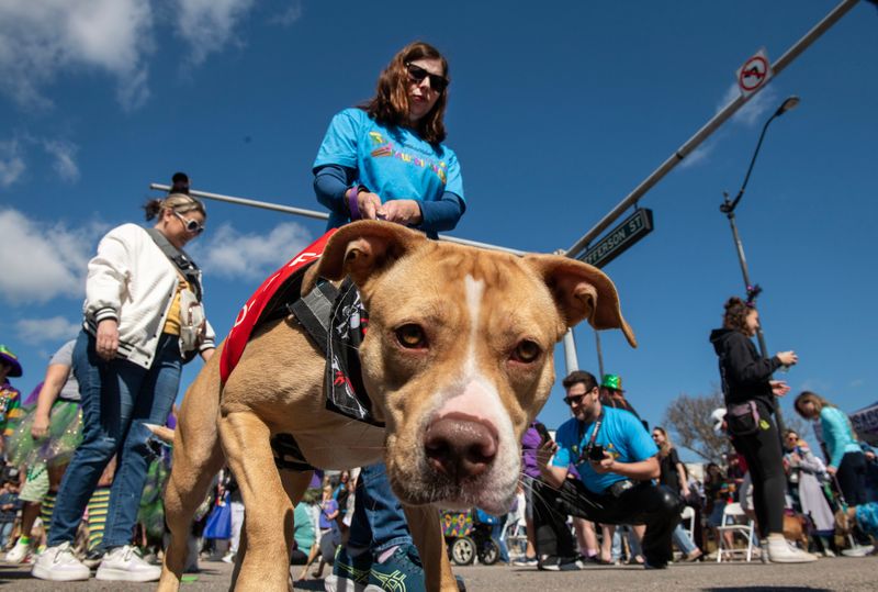 Dogs check out the festivities during Pawdi-Gras in downtown Pensacola presented by Perfect Plain Sunday, February 16, 2025. The event included vendors, adoptable dogs, music, contests, food trucks and more. Proceeds from the Paw-Rade go to Escambia County Department of Animal Welfare.