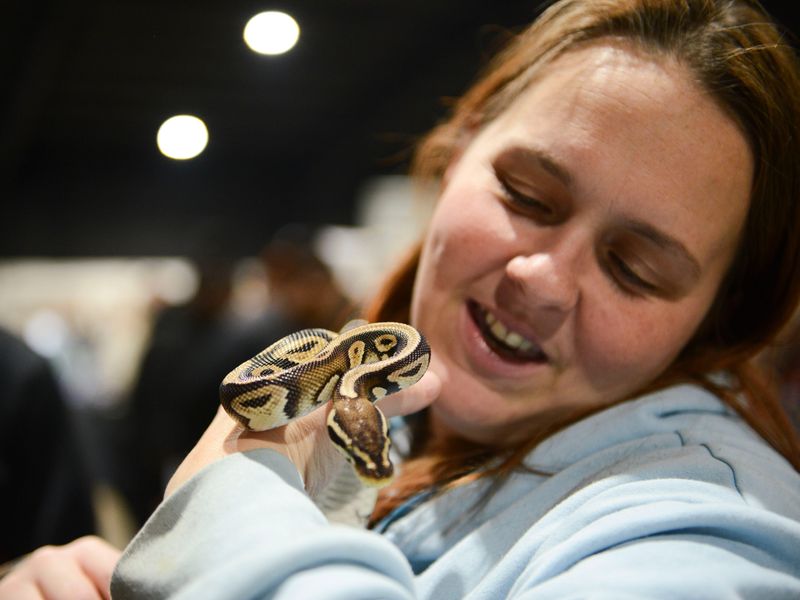 Rebecca Schuerenberg handles a ball python during the Jackson Exotic Pet Expo inside the Jackson Fairgrounds on Sunday, Feb. 16, 2025.