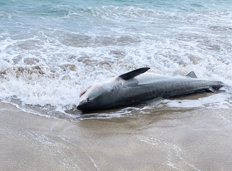 A 10-foot tiger shark washed ashore on Glascock Beach in Jensen Beach on Tuesday, Feb. 18, 2024.