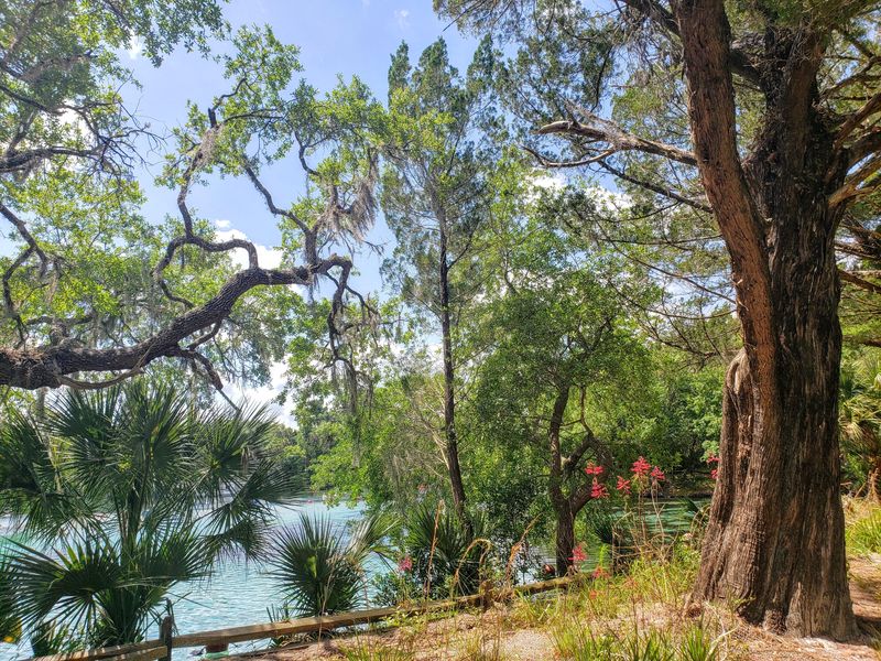 Silver Glen Springs Recreation Area, located in the Ocala National Forest near Salt Springs and Astor, offers idyllic beauty and recreation, but some say boaters are causing too much damage and making too much noise, and the springs should be protected. Boaters and lawmakers disagree.