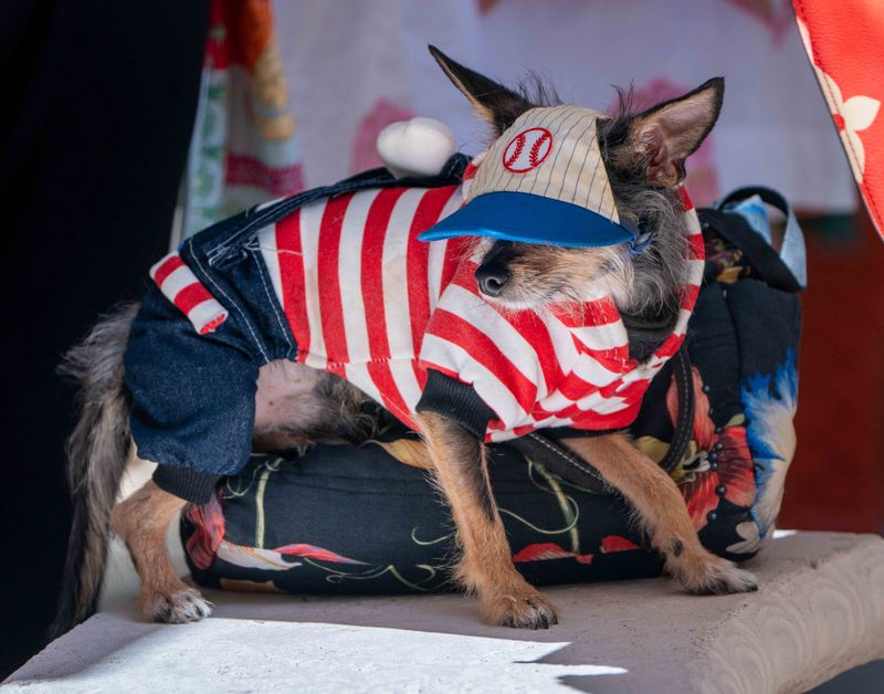 Little Louis Vuitton stands on a bench during the 32nd Annual Pet Parade and Costume Contest in Palm Beach Saturday March 8, 2025.