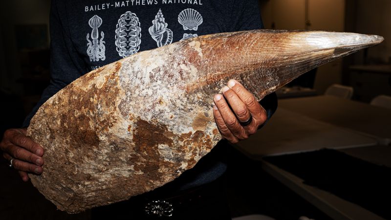A Noble Pen Shell that is part of the collection at the Bailey-Matthews National Shell Museum and Aquarium on Sanibel is displayed on Tuesday, March 11, 2025.