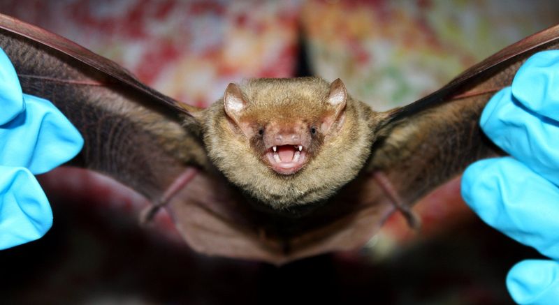 A front view of a yellow bat.
