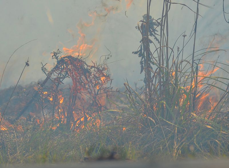 The Florida Park Service along with AmeriCorps conduct a controlled burn, also known as a prescribed burn, within Jonathan Dickinson State Park on March 14, 2025, in Hobe Sound. The prescribed fire helps to reduce overgrowth of woodlands burning off accumulated dry vegetation and helps to protect woodlands from larger destructive wildfires.