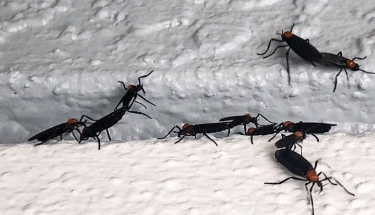 Lovebugs seems to be all over Brevard County this time of year.1bailey