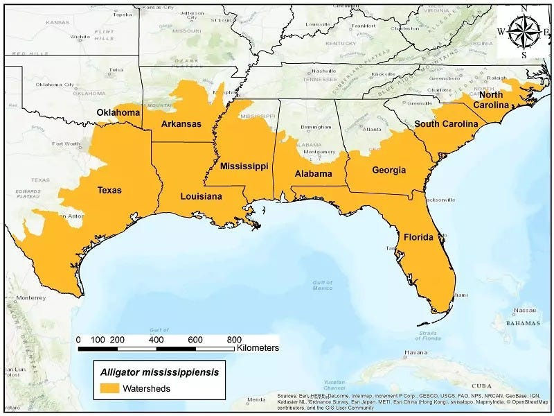 The native range of the American alligator extends from Oklahoma to North Carolina and south.