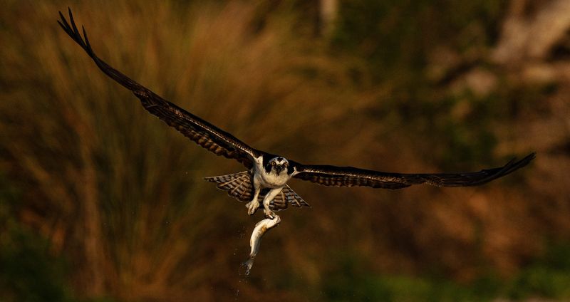 An osprey grabs a fish out of one of the ponds at the Bailey Tract at J.N. “Ding” Darling National Wildlife Refuge on Tuesday, April 1, 2025.
