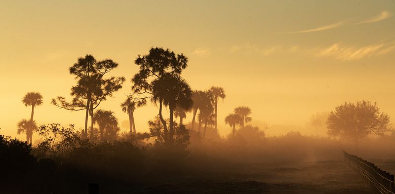 Fog rises in the Okaloacoochee Slough State Forest on Friday, March 7, 2025. The state park sits in the boundary of the Florida Wildlife Corridor and is a critical habitat for wildlife, including the Florida panther.