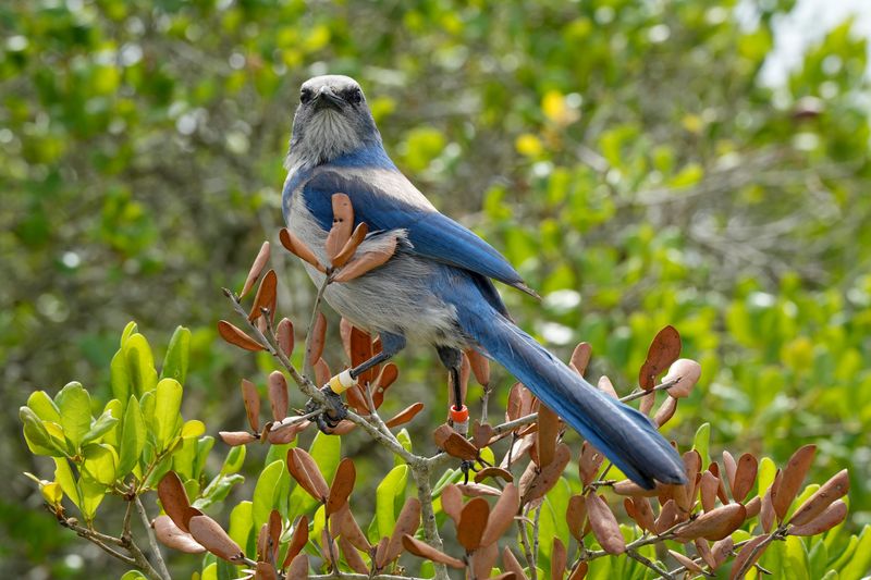 A Florida scrub jay perches on scrub oak, Sunday, March 30, 2025, where the threatened species spends their days harvesting and burying acorns in the sandy soils of the Wabasso Scrub Conservation Area. The Florida scrub jay was listed as a threatened federal species by the U.S. Fish and Wildlife Service in 1987 and is protected by the Federal Endangered Species Act.