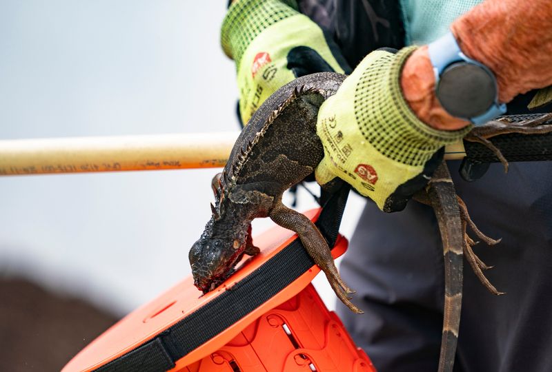 John Johnson, owner of Down Goes Iguana, carries a male iguana he's killed to dispose of it on Marco Island, Fla., on Monday, April 7, 2025.