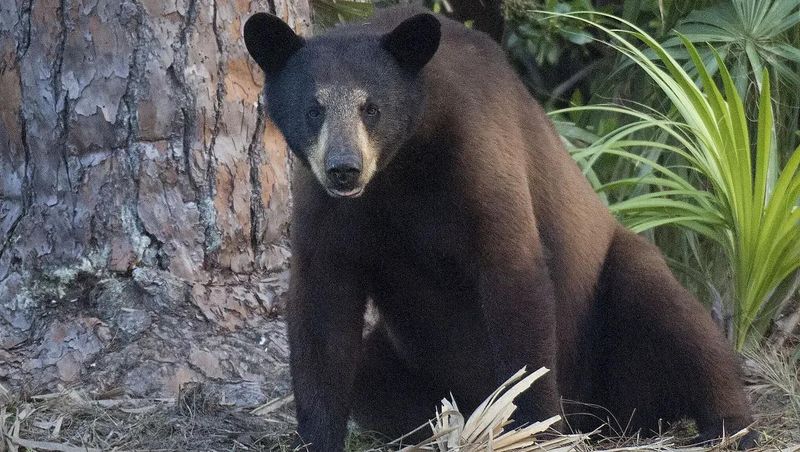 There are an estimated 4,000 Florida black bears in Florida.