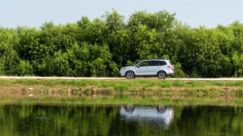 Scene from Lake Apopka Wildlife Drive. The popular immersive experience is celebrating 10 years in 2025.