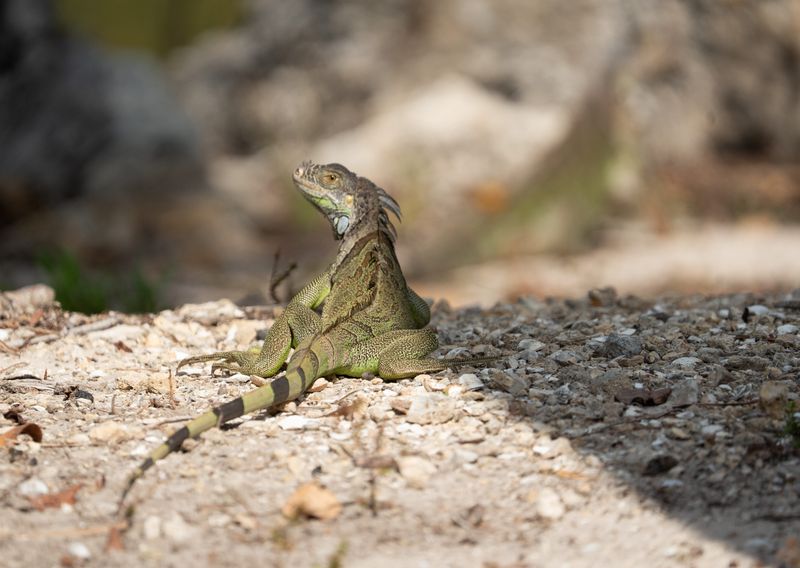 Iguanas are seen at Lakes Park in Fort Myers on Monday, May 19, 2025. Some visitors are concerned that the iguanas are taking over some of the rookery islands at the park. They believe that nesting birds are being impacted.