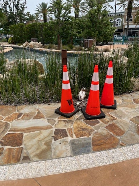 A mother duck has been standing guard over the eggs she laid at the Riverfront Esplanade in Daytona Beach for the past few weeks. The chicks should hatch soon.