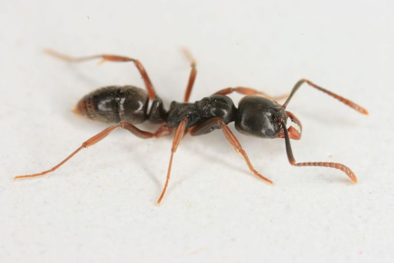 An Asian needle ant, an invasive species that is spreading in the United States.