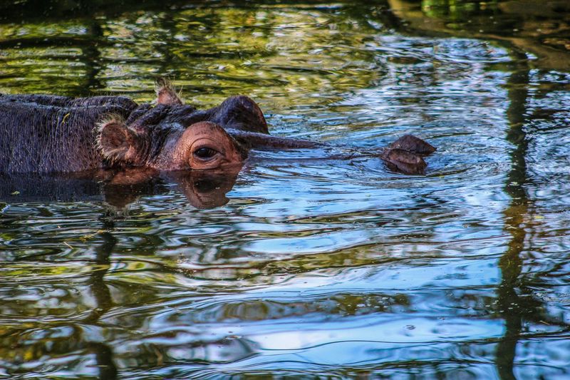 Lu, an African hippopotamus and cherished resident of the Florida Department of Environmental Protection’s Ellie Schiller Homosassa Springs Wildlife State Park, died on June 8, 2025.