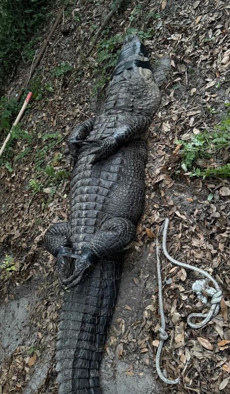 This 9-foot alligator is secured at the scene of a drug and dogfighting investigation on a Jacksonville property that resulted in an arrest.