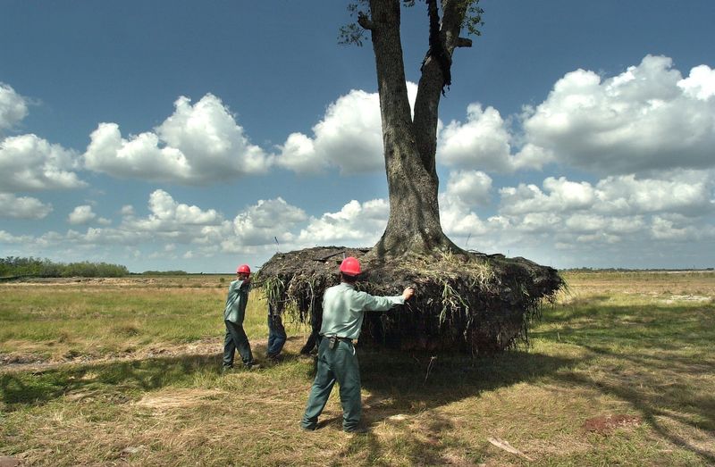 Salvador Lopez, center, and staff of Hayslip Landscaping, in May 2002 move a 75,000-pound live oak tree on the property of Westchester, a new development west of Interstate 95, off Gatlin Boulevard in St. Lucie County.