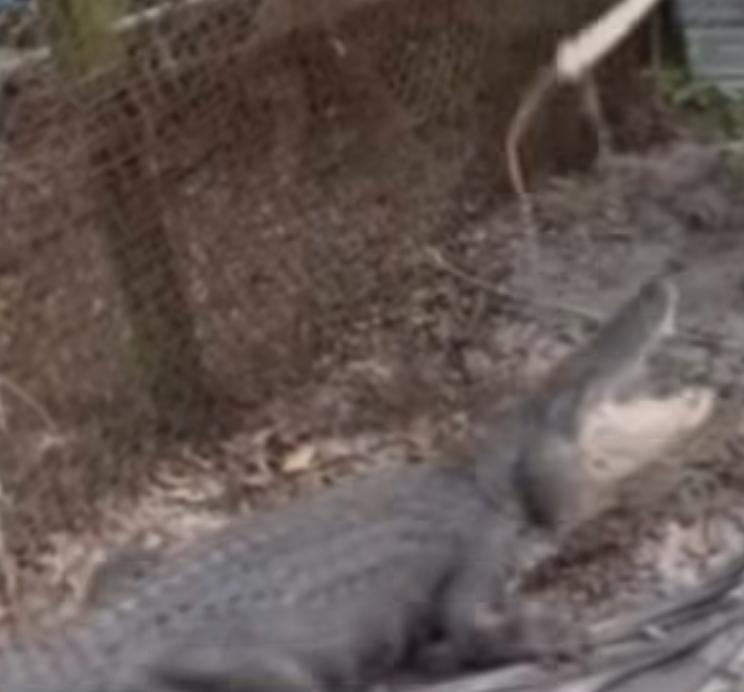 An alligator wrangler attempts to place a catch-pole on this 9-footer during a narcotics and dog-fighting investigation on a Jacksonville property.