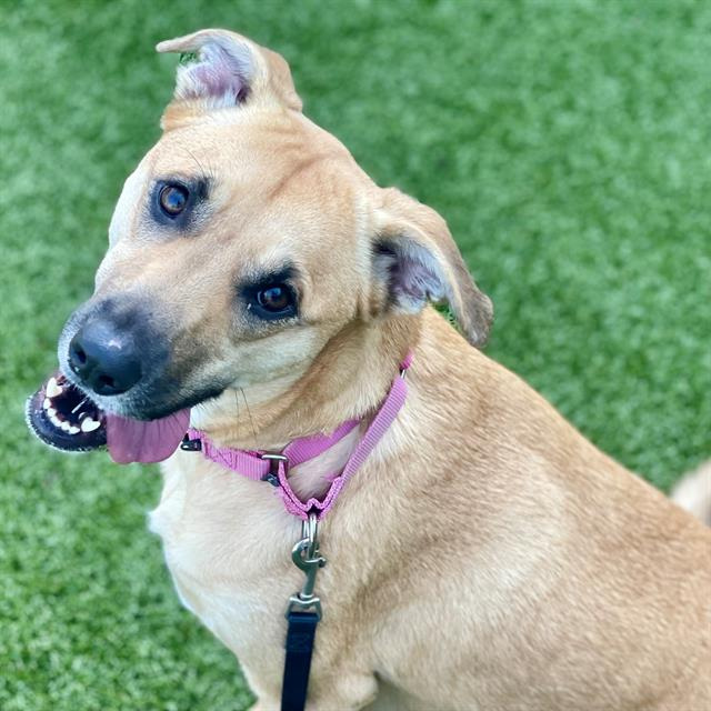 Florida has no statewide leash lag, but many local governments do.